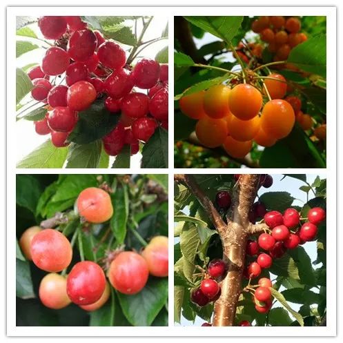 壹号娱乐 - NG大舞台,有梦你就来